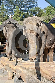 Elephants in Taman Safari Indonesia