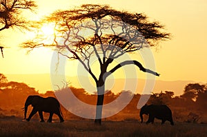 Elephants in Tarangire NP Tanzania during sunset