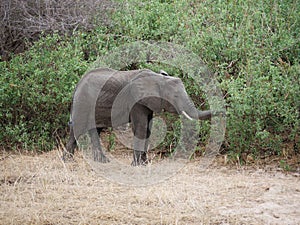 Elephants on Tarangiri-Ngorongoro Safaris in Africa