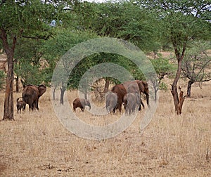 Elephants on Tarangiri-Ngorongoro Safaris in Africa