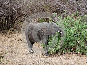 Elephants on Tarangiri-Ngorongoro Safaris in Africa