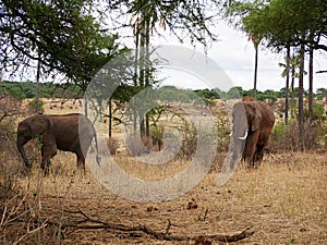 Elephants on Tarangiri-Ngorongoro Safaris in Africa