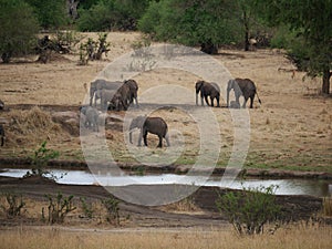 Elephants on Tarangiri-Ngorongoro Safaris in Africa