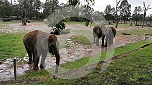 Elephants @ Taronga Western Plains Zoo Dubbo NSW Australia