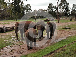 Elephants @ Taronga Western Plains Zoo Dubbo NSW Australia