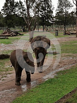 Elephants @ Taronga Western Plains Zoo Dubbo NSW Australia