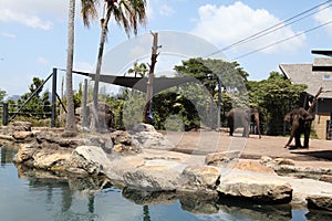 Elephants in Taronga Zoo Australia