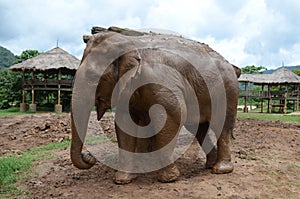 Elephants in Thailand