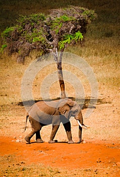 Elephants on theAfrican savannah