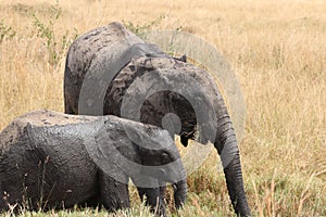 Elephants in their natural habitat in the Amboseli Park, Kenya