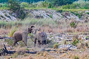 Elephants with their trunks together