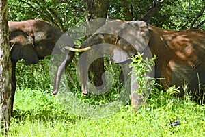 Elephants tossoling their trunks