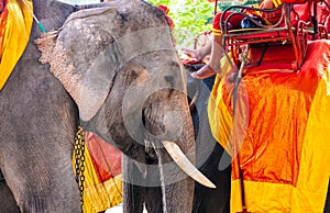 Elephants for tourist rides at the old part of Ajutthaya