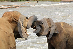 Elephants Trunk Wrestling