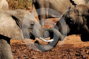 Elephants with trunks entwined