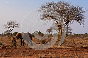 Elephants in Tsave National Park, Kenya