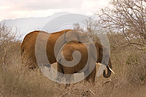 Elephants in Tsavo