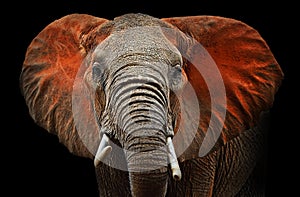 Elephants of Tsavo photo