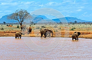 Elephants Tsavo East