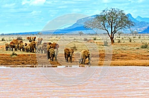 Elephants Tsavo East