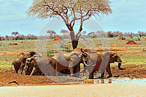 Elephants Tsavo East