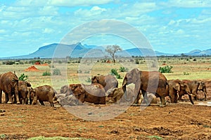 Elephants Tsavo East
