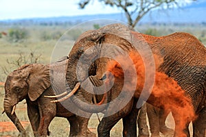 Elephants Tsavo East