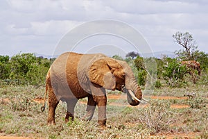 Elephants in Tsavo East Kenya