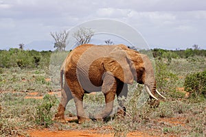 Elephants in Tsavo East Kenya