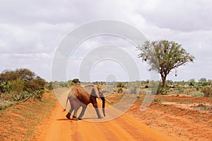 Elephants in Tsavo East Kenya