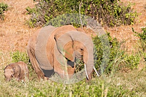 Elephants Tsavo East National Park