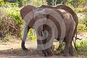 Elephants Tsavo East National Park