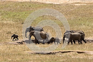 Elephants in Tsavo East Park