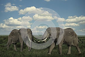 Elephants in the Tsavo East and Tsavo West National Park
