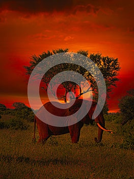 Elephants in the Tsavo East and Tsavo West National Park