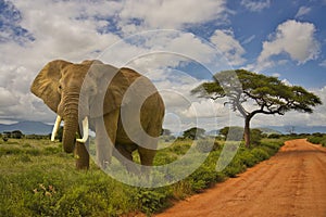 Elephants in the Tsavo East and Tsavo West National Park