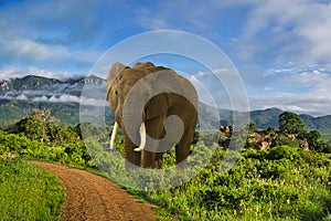 Elephants in the Tsavo East and Tsavo West National Park