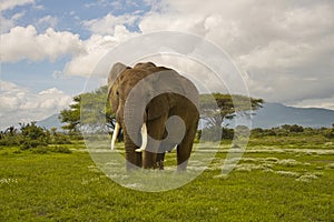 Elephants in the Tsavo East and Tsavo West National Park