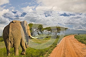 Elephants in the Tsavo East and Tsavo West National Park