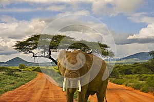 Elephants in the Tsavo East and Tsavo West National Park