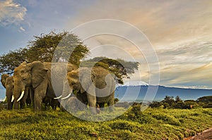 Elephants in the Tsavo East and Tsavo West National Park