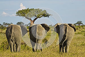 Elephants in the Tsavo East and Tsavo West National Park