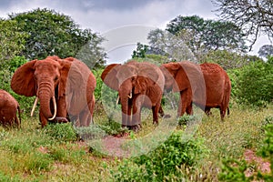 Elephants in the Tsavo East and Tsavo West National Park i