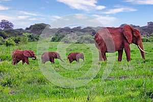 Elephants in the Tsavo East and Tsavo West National Park onal Park