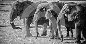 Elephants with tusks walking in a row