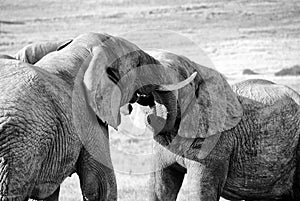 Elephants tussle