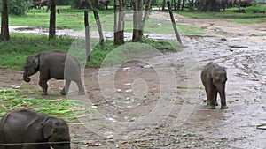 Elephants in the Udawalawe National Park