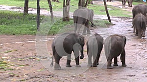 Elephants in the Udawalawe National Park