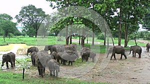 Elephants in the Udawalawe National Park