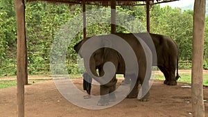 Elephants under a hut accompanied by their keeper